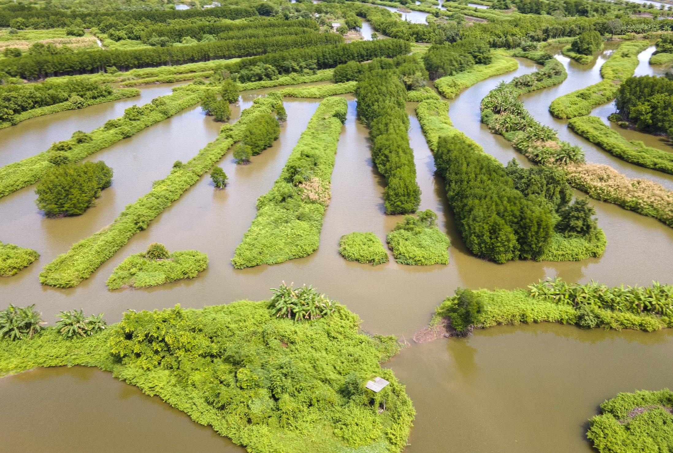 Aerial view of ecological shrimp farms among the mangroves in Ca Mau