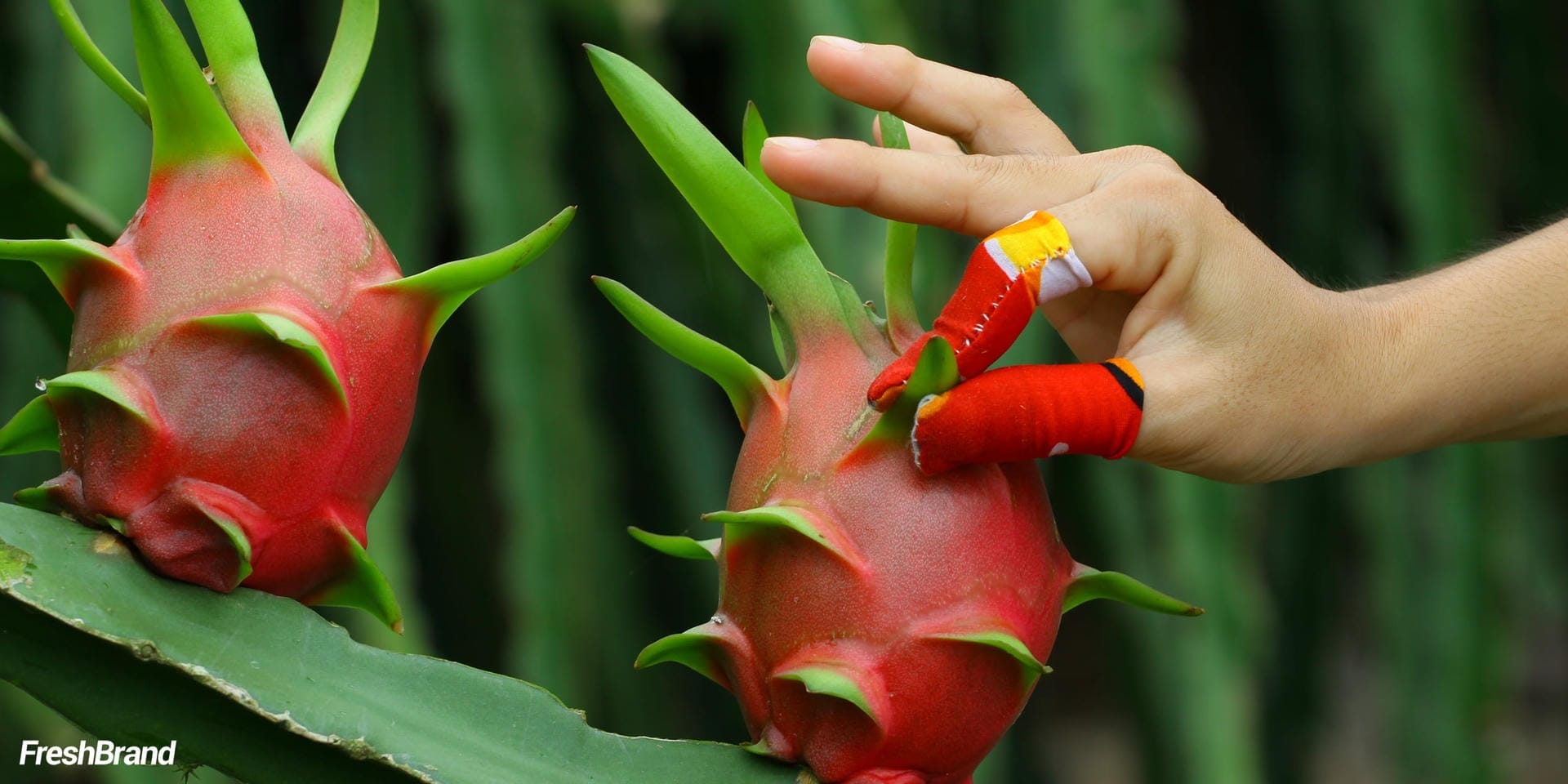 chup hinh du an thanh long freshbrand 9 1