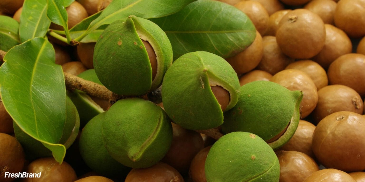 Macadamia Queen brand identity