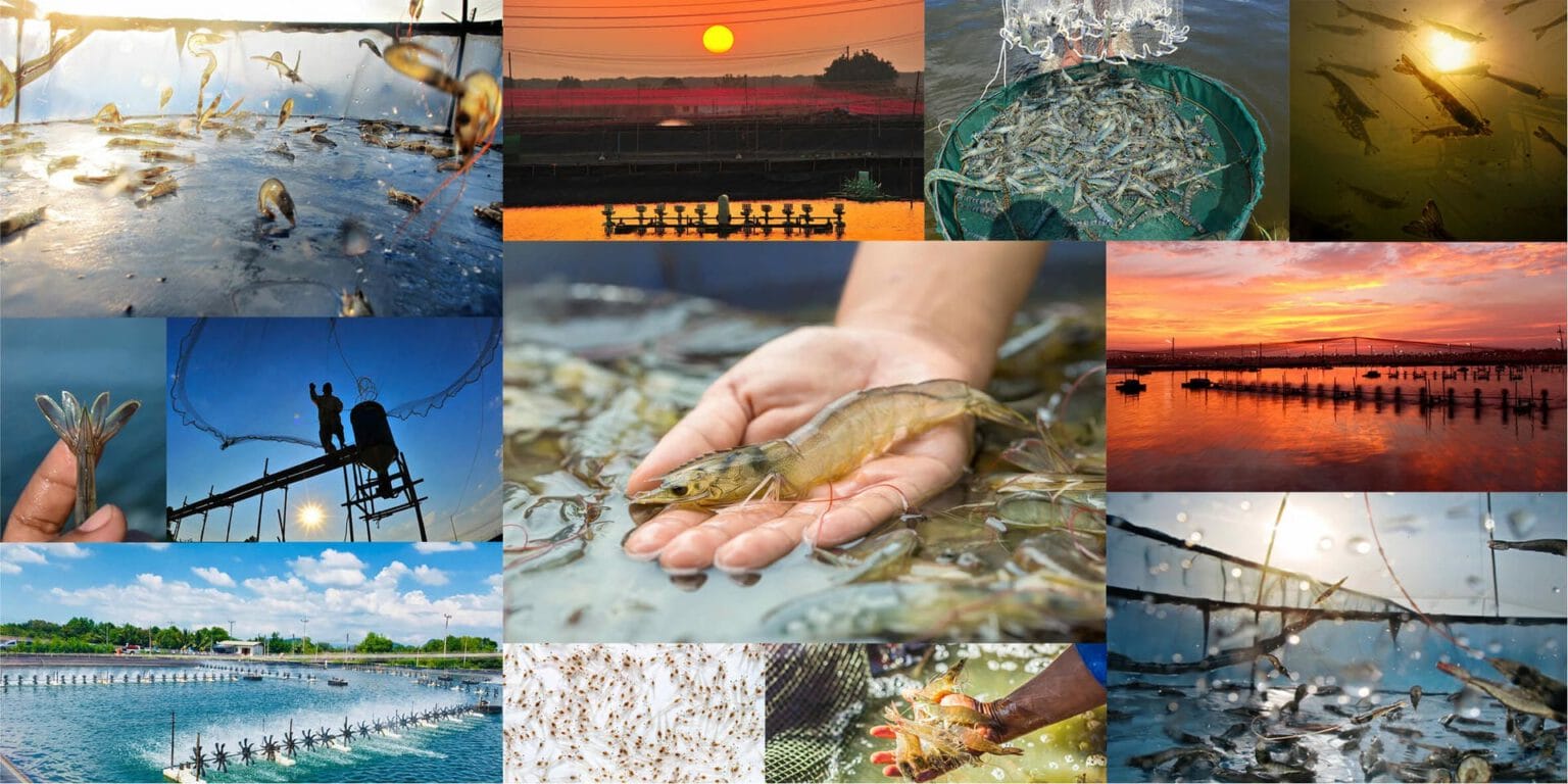 Ecological shrimp farms, mangrove forest and shrimp farmers in Ca Mau