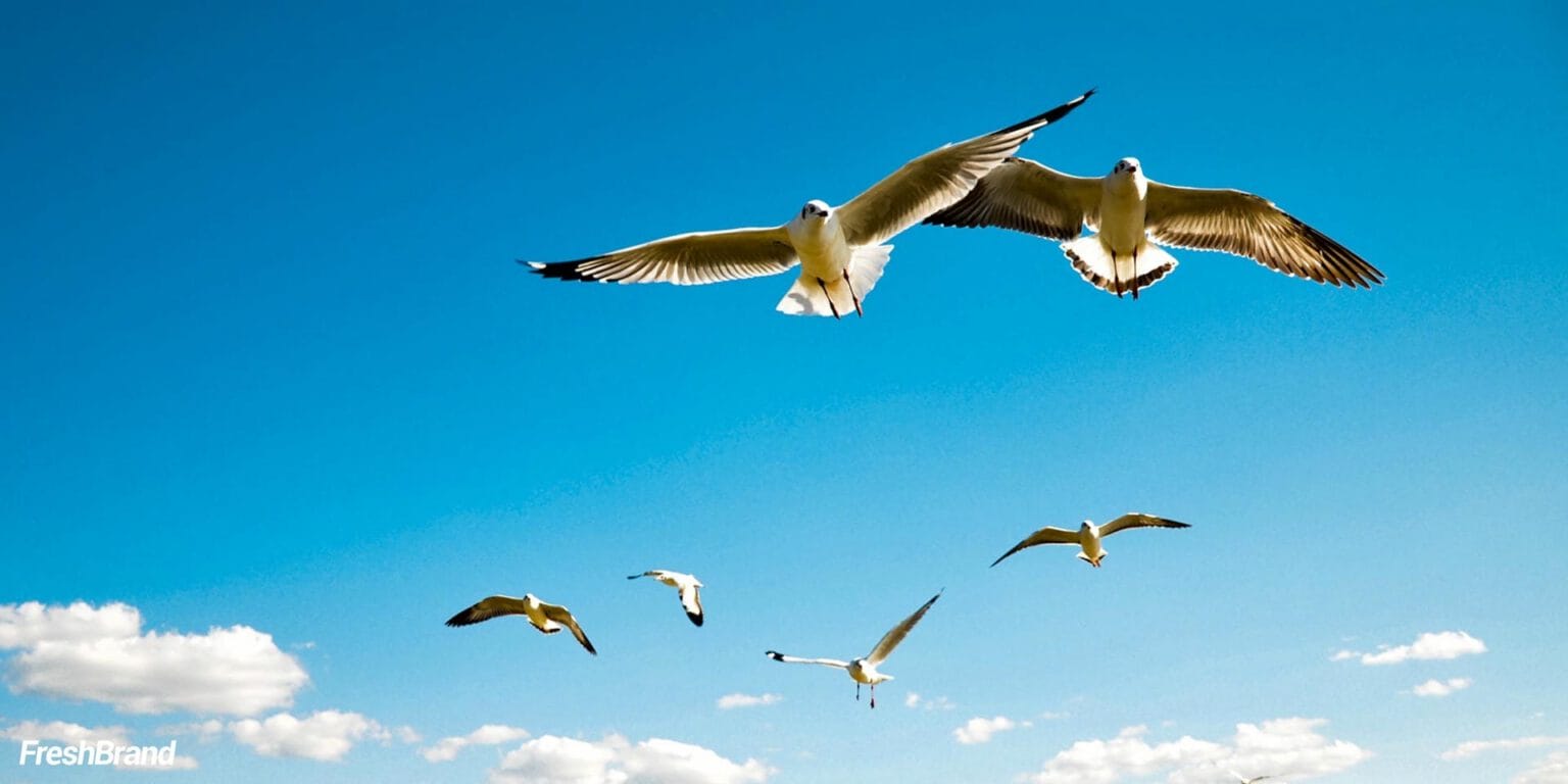 A seagull over the sea