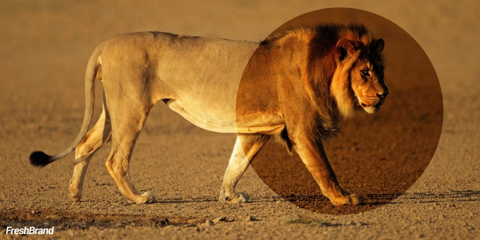 A striding Lion, the original image behind the Qui Phuc symbol