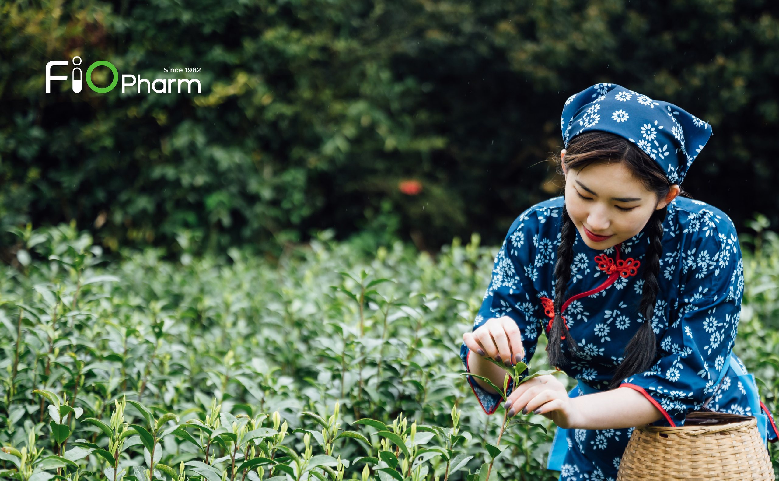 Người hái chè giữa đồi và logo FiOPharm