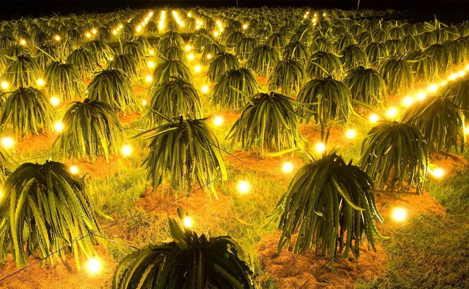 Vườn thanh long thắp đèn ban đêm của Nhất Đại Thành